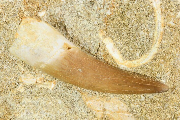 Fossil Plesiosaur (Zarafasaura) Tooth - Morocco #121688